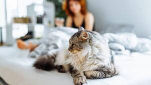 Eine Katze liegt auf dem Bett. Halterin sitzt im Hintergrund ebenfalls auf dem Bett.