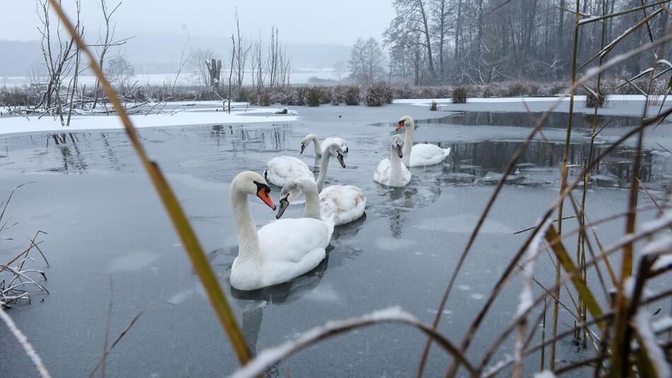 Schwäne schwimmen auf einem Weiher