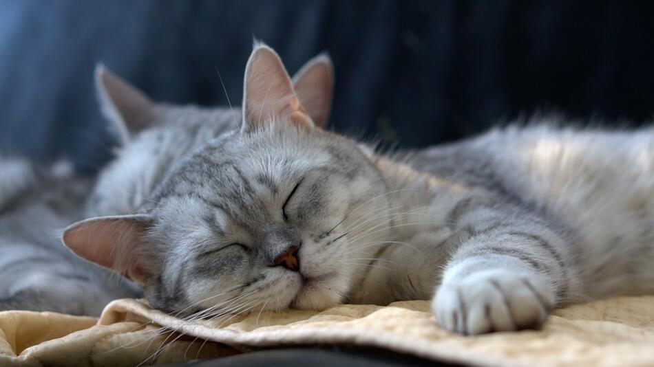 Dösen, Träumen, Wachen – so schlafen Katzen wirklich
