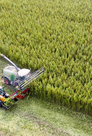 Cannabis harvest in Saxony