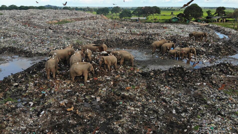 Elefanten auf Mülldeponie in Sri Lanka