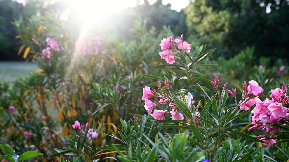 Oleander düngen mit dem Giesswasser-Trick – so blüht er prächtig