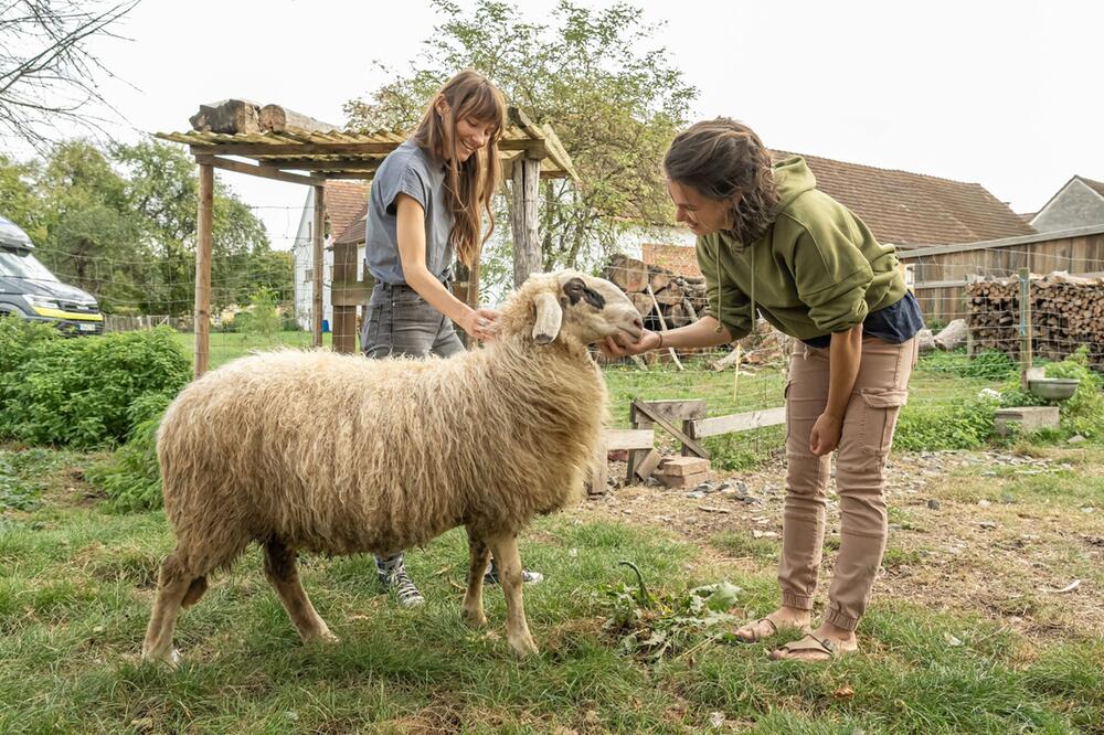 Frauen streicheln ein Schaf