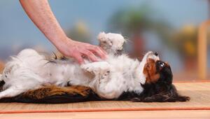 Hund wird am Bauch gekrault 