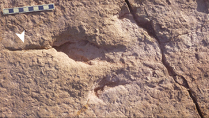 Dino-Fussspur in Bolivien