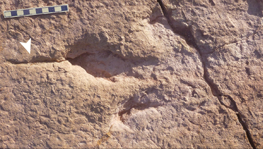 Dino-Fussspur in Bolivien