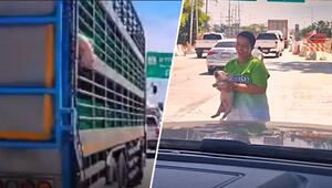 Flucht aus Viehtransporter: Ferkel fällt von Lkw und wird von Autofahrern gerettet