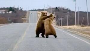 Strassensperre auf Pfoten: Zwei Bären raufen auf Highway in Alaska