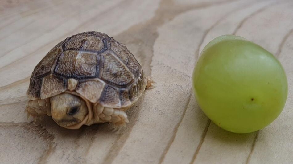 Ägyptische Landschildkröte