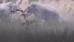 Splitternde Stosszähne: Elefanten krachen in indischem Nationalpark aufeinander