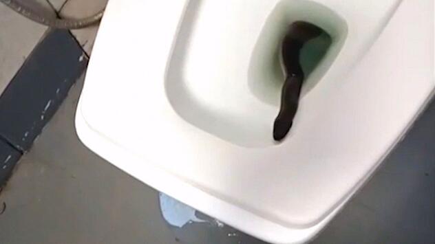 Schock beim Klogang: Schlange lauert Thailänderin in der Toilette auf