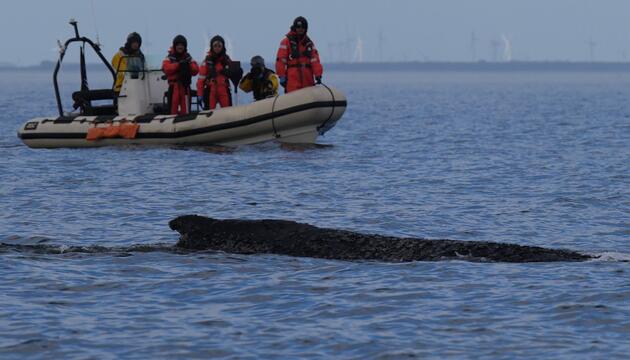 Wal an der Ostseeküste wieder frei