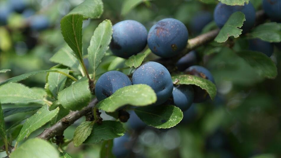 beeren sammeln