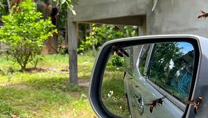 Eingesperrt im Wagen: Hornissenschwarm hält Autofahrer in Thailand gefangen