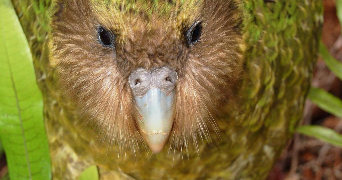 Sirocco, der Kakapo, ist wieder da: Neuseelands berühmtester Vogel nach