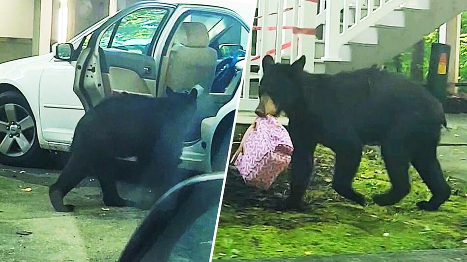 Modebewusst: Bär stiehlt Handtasche aus Auto in North Carolina