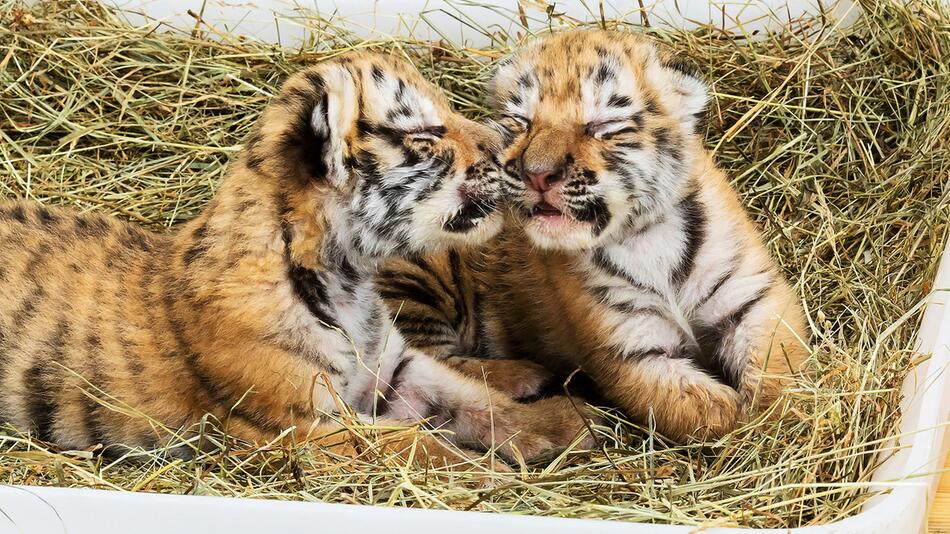 Tigerbabys aus Privathaushalt gerettet