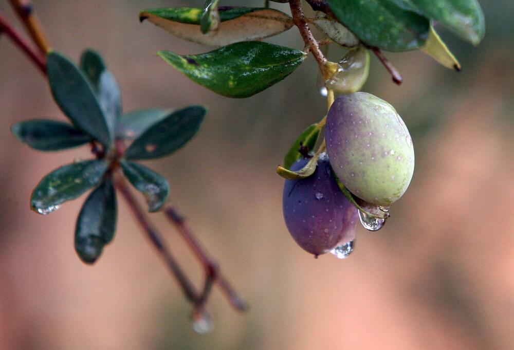 Schlechte Ernte treibt Preise für Olivenöl in die Höhe