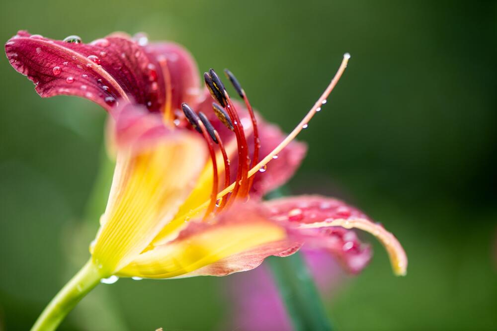 Blüte einer Taglilie (Hemerocallis)