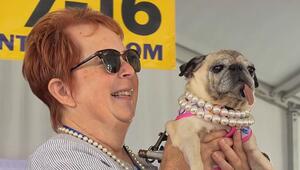 Zuckersüss hässlich: Mops Jennie Leu gewinnt „World's Ugliest Dog“ in Kalifornien