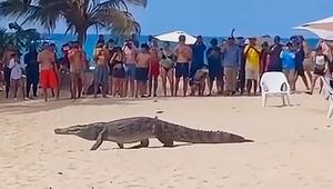 Krokodil am Strand: Reptil spaziert direkt an Badegästen in Kolumbien vorbei