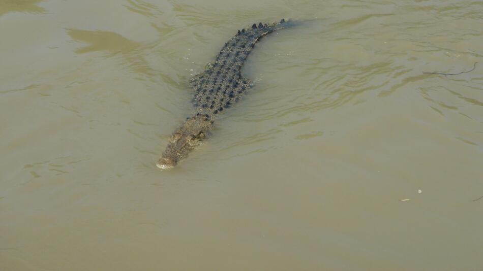 Krokodile im Northern Territory in Australien