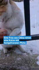 Frau rettet Katze aus Notlage