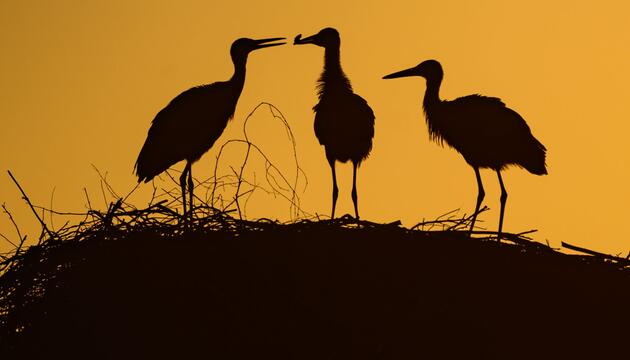 Storchennachwuchs im Sonnenaufgang