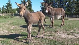 Zuckersüsser Zebresel: Esel und Zebra werden im Tiererlebnispark Müritz Eltern