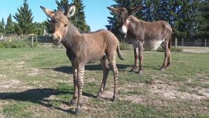 Zuckersüsser Zebresel: Esel und Zebra werden im Tiererlebnispark Müritz Eltern