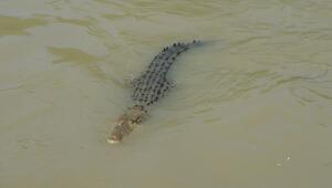 Krokodile in Australien