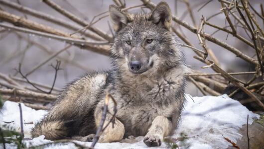 Symbolbild eines Wolfs