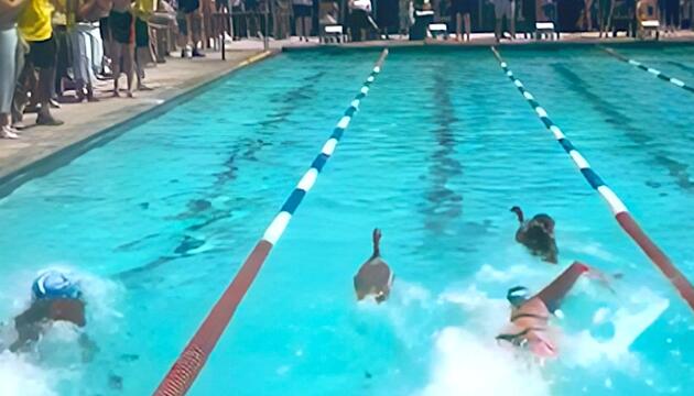 Ausser Konkurrenz: Gänse nehmen an Schwimmwettbewerb teil