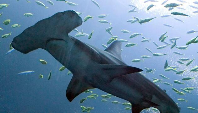 Hammerhai im Georgia Aquarium