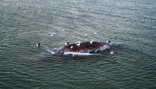 Toter Wal vor dänischer Insel Anholt entdeckt