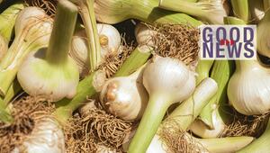 Frischer, grüner Knoblauch mit Wurzeln, der dicht nebeneinander liegt, dazu der Schriftzug "GOOD ...