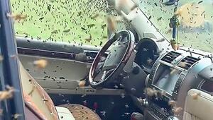 Bienen kapern Lexus – der Grund steckt im Kofferraum