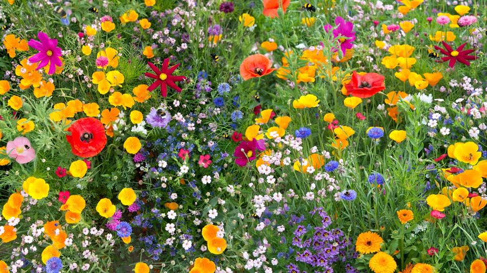 Wildblumenwiesen sind nicht nur schön, sondern auch hilfreich für Insekten.
