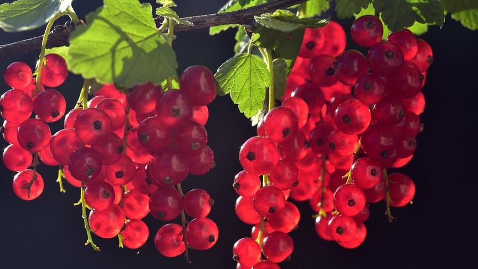 johannisbeeren pflanzen