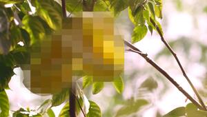 Erkennen Sie diese Frucht?