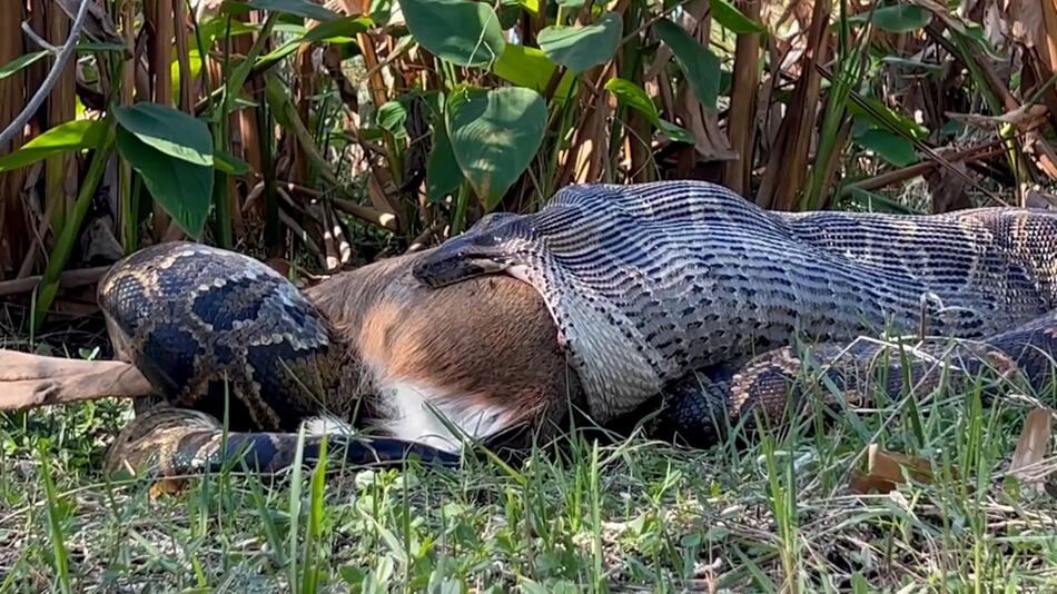 KORREKTUR! Python verspeist Hirsch: Spektakuläres Video zeigt, wie stark sich der Kiefer der ...