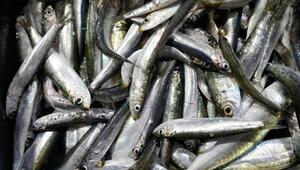 Sardinen