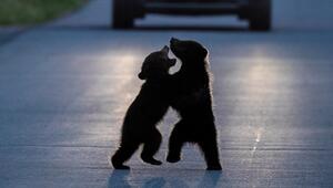 Bärenbabys auf Strasse vor Autos