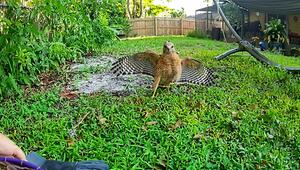 Vogel in der Falle: Bussard in Florida sitzt auf Pool-Veranda einer Seniorin fest