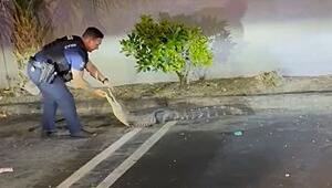 Mit blossen Händen: Polizisten fangen Alligator auf Parkplatz in Florida ein