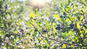heidelbeeren schneiden