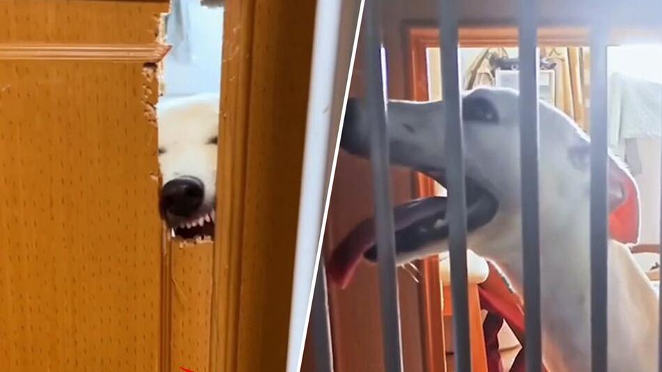 Hund frisst sich durch Wohnzimmertür – und scheitert am Gitter
