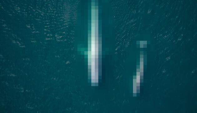 Erkennen sie dieses Tier Rätsel 