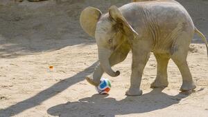 WM-Fieber im Zoo: Elefantenbaby zeigt erstaunliche Fussballkünste in Wien