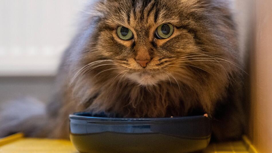 Katze sitzt am Fressnapf